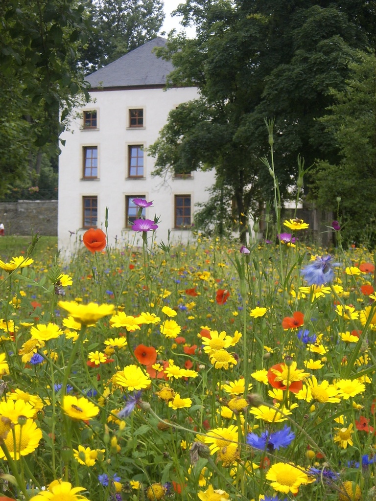 Mélange fleurs des champs