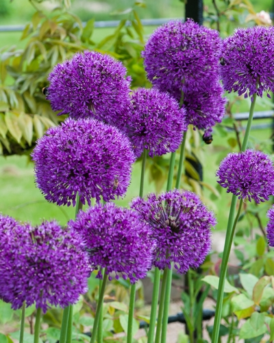 Allium purple sensation (Ail d’ornement)