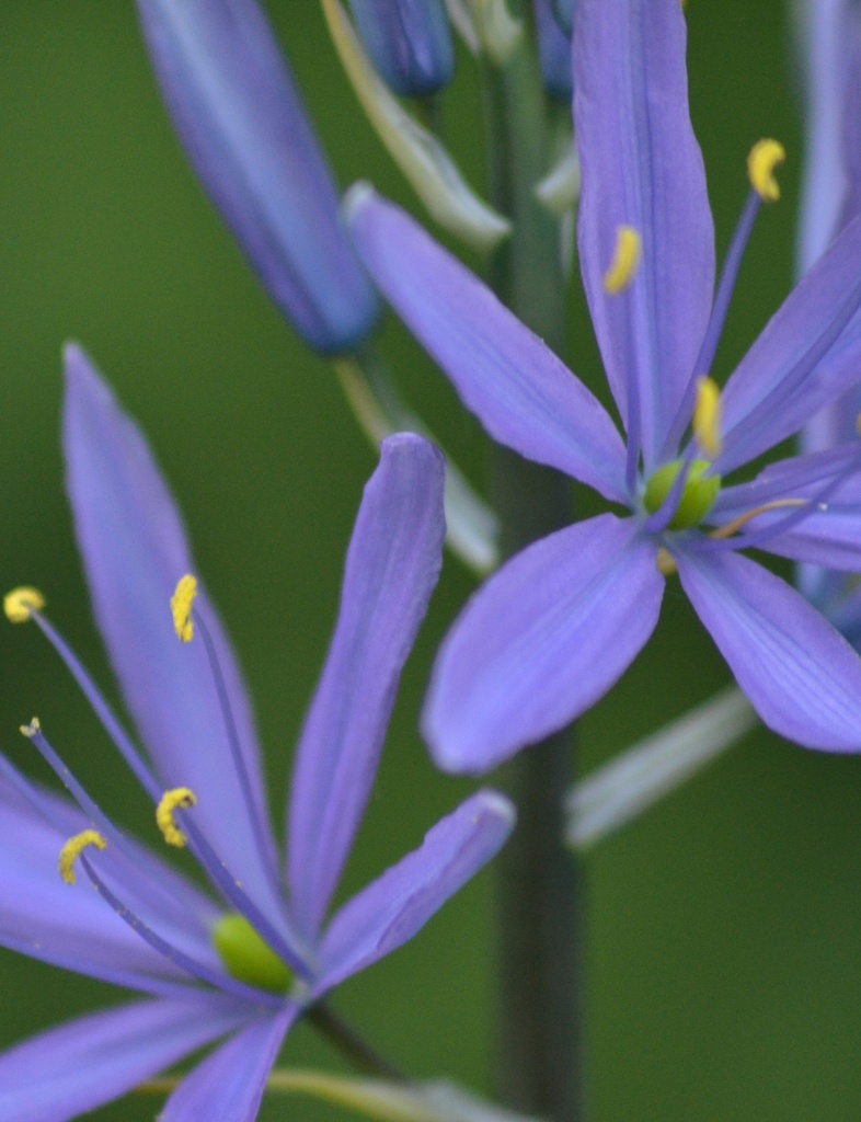 Camassia leichtlinii caerulea (Camassia bleu)