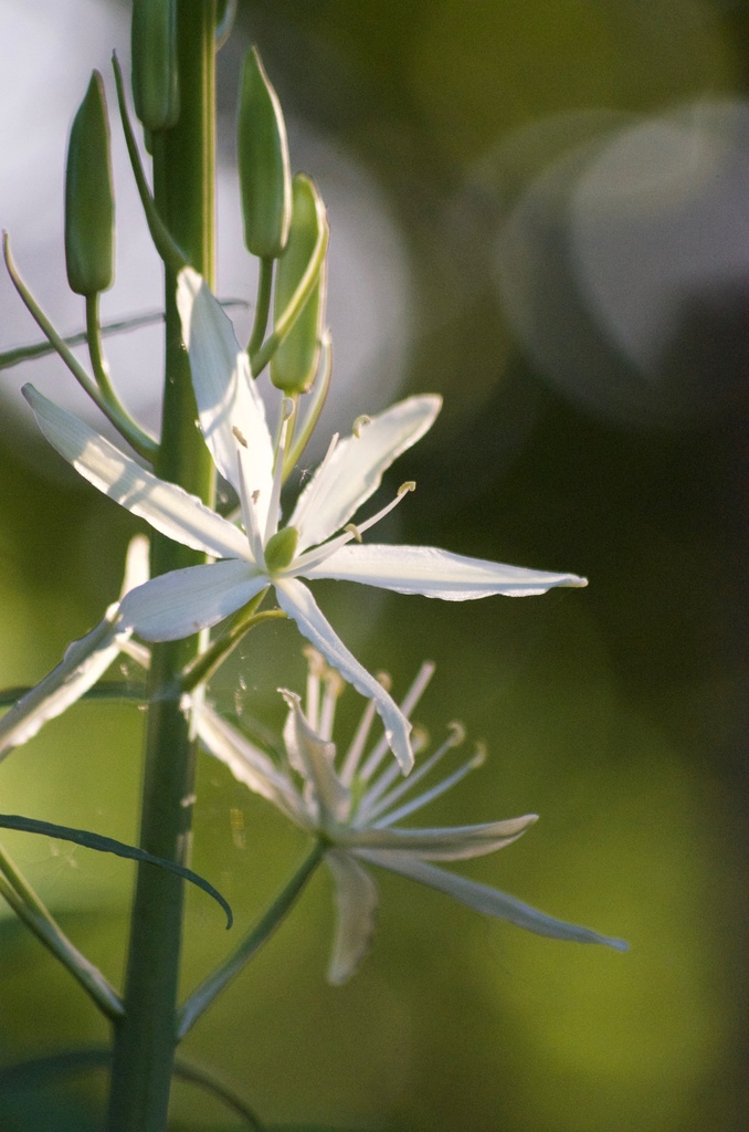 Camassia leichtlinii alba (Camassia blanc)