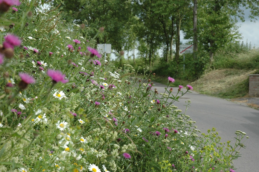 Mélange sursemis pour prairie