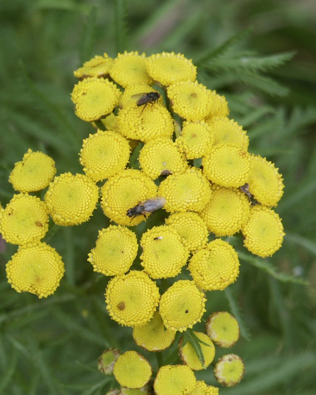 Tanacetum vulgare (Tanaisie)