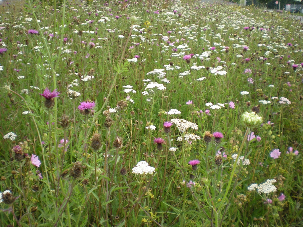 Mélange prairie fleurie terrain sec 85/15