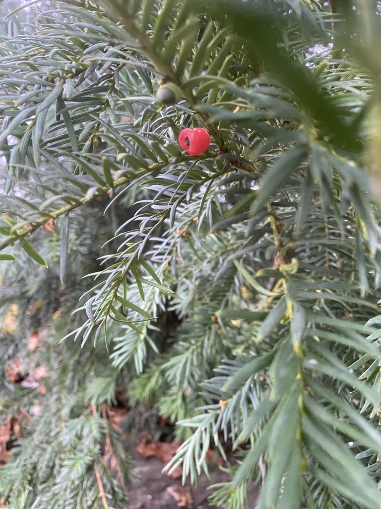 Taxus baccata (If)