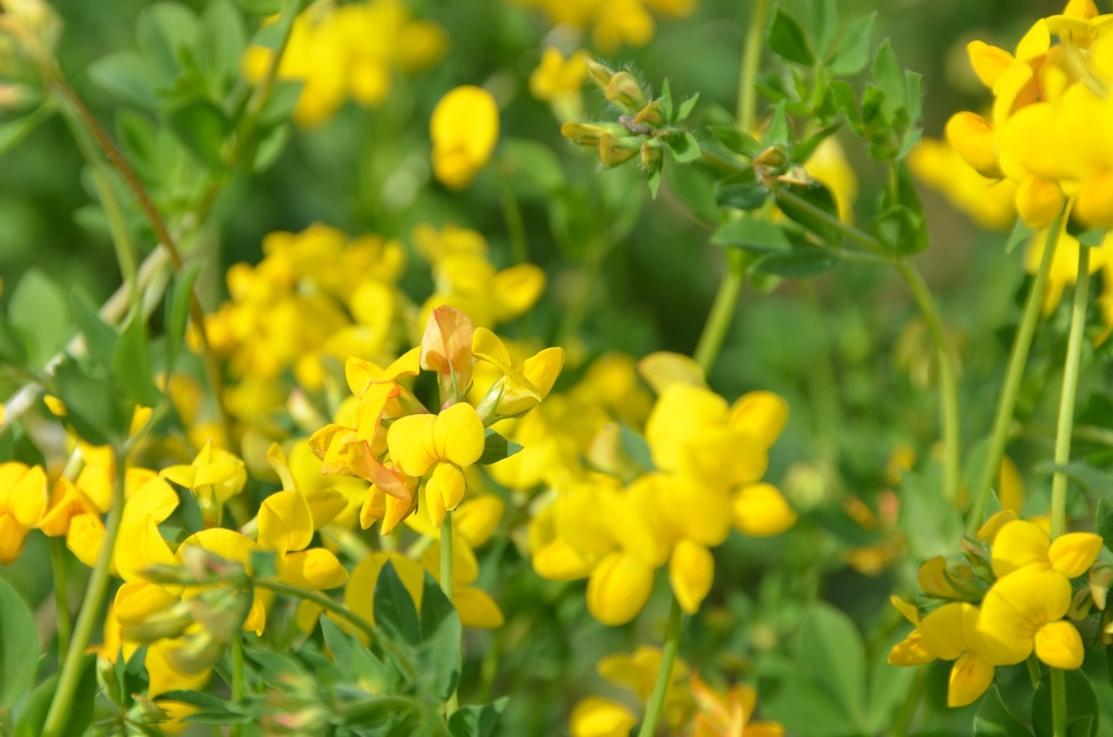 Lotus corniculatus (Lotier corniculé)