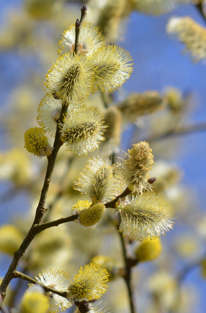 Salix caprea (Saule marsault)