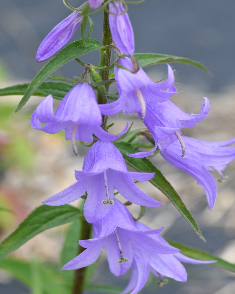 [BIO] Campanula rapunculoides (Campanule fausse raiponce)