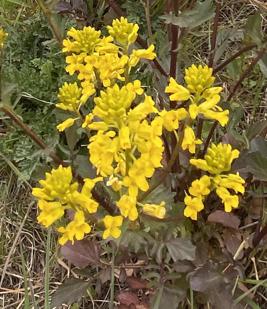 Barbarea vulgaris (Barbarée commune)