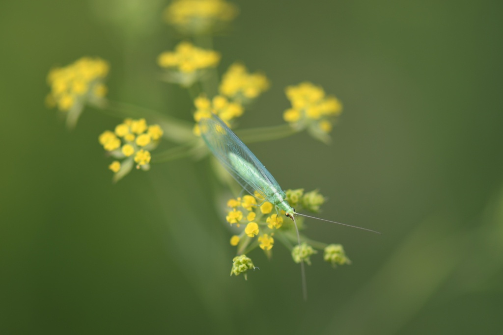 Foeniculum vulgare (Fenouil commun)