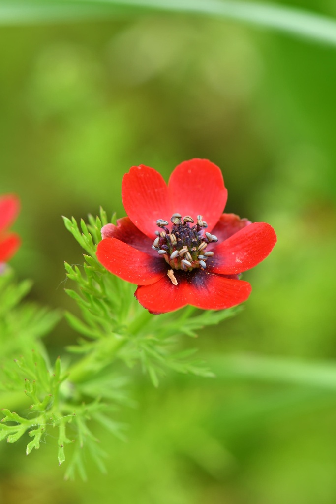 Adonis annua (Adonis d'automne)