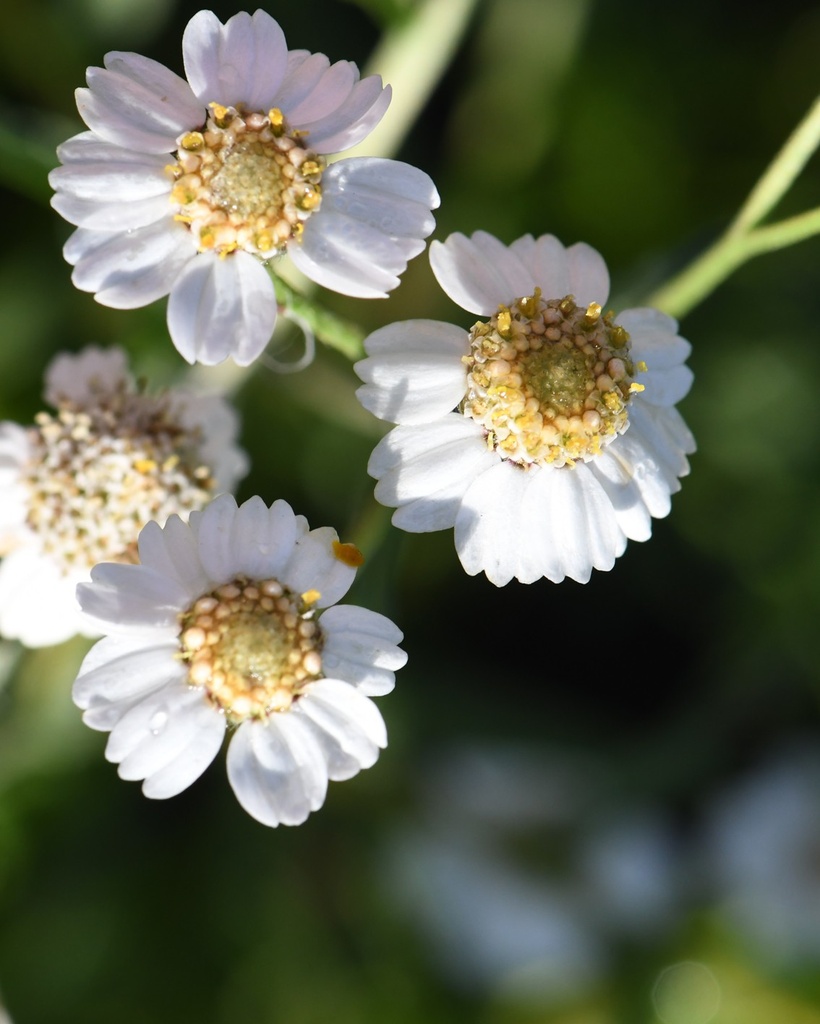 Achillea ptarmica (Achillée sternutatoire)