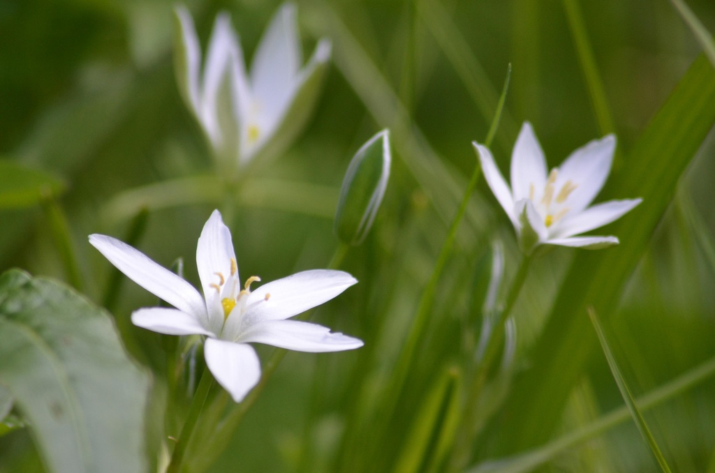 Ornithogalum umbellatum (Ornithogale dame d'onze heure)