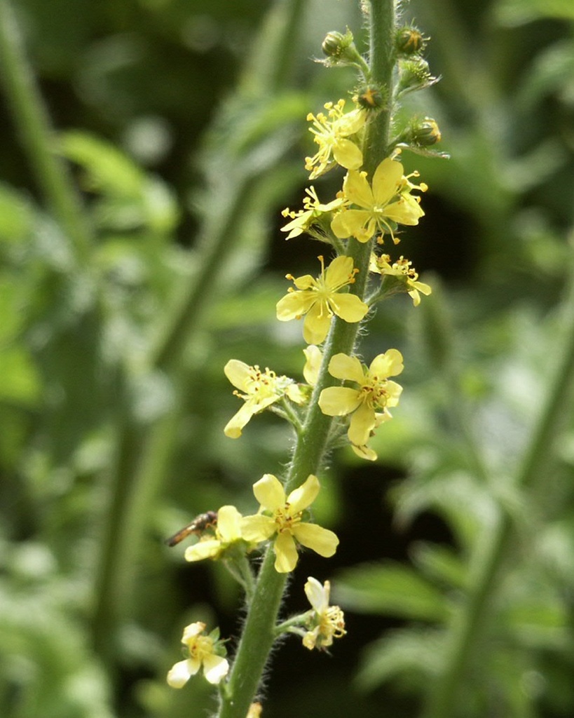 Agrimonia eupatoria (Aigremoine eupatoire)