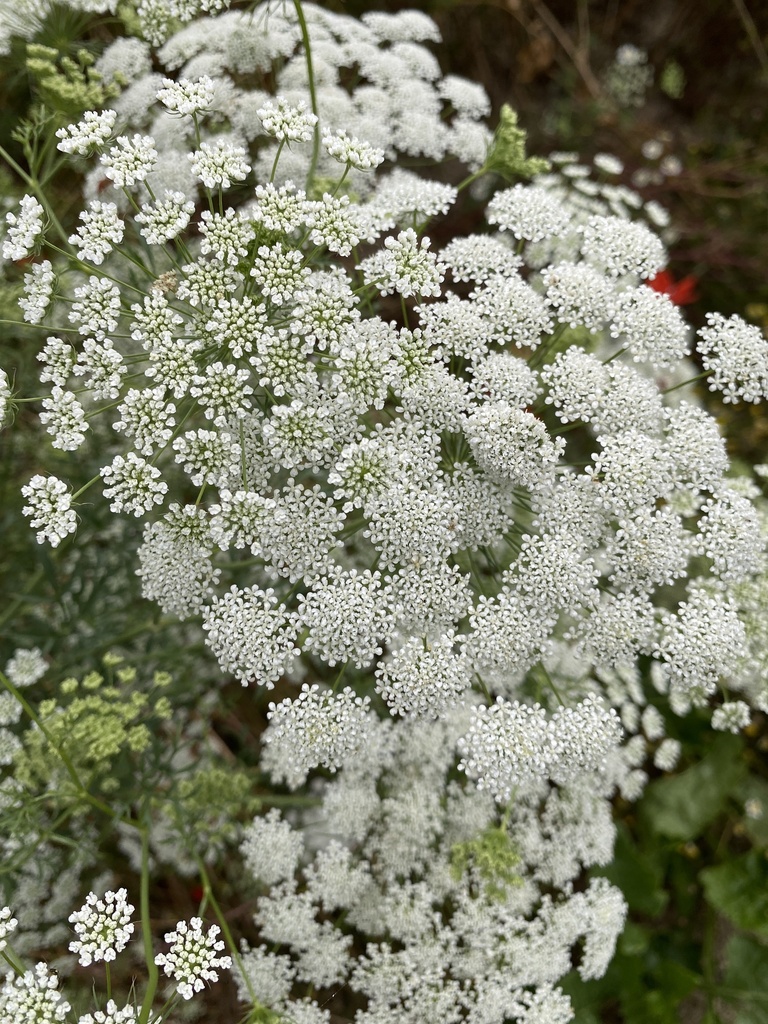 [BIO] Ammi majus (Ammi élevé)