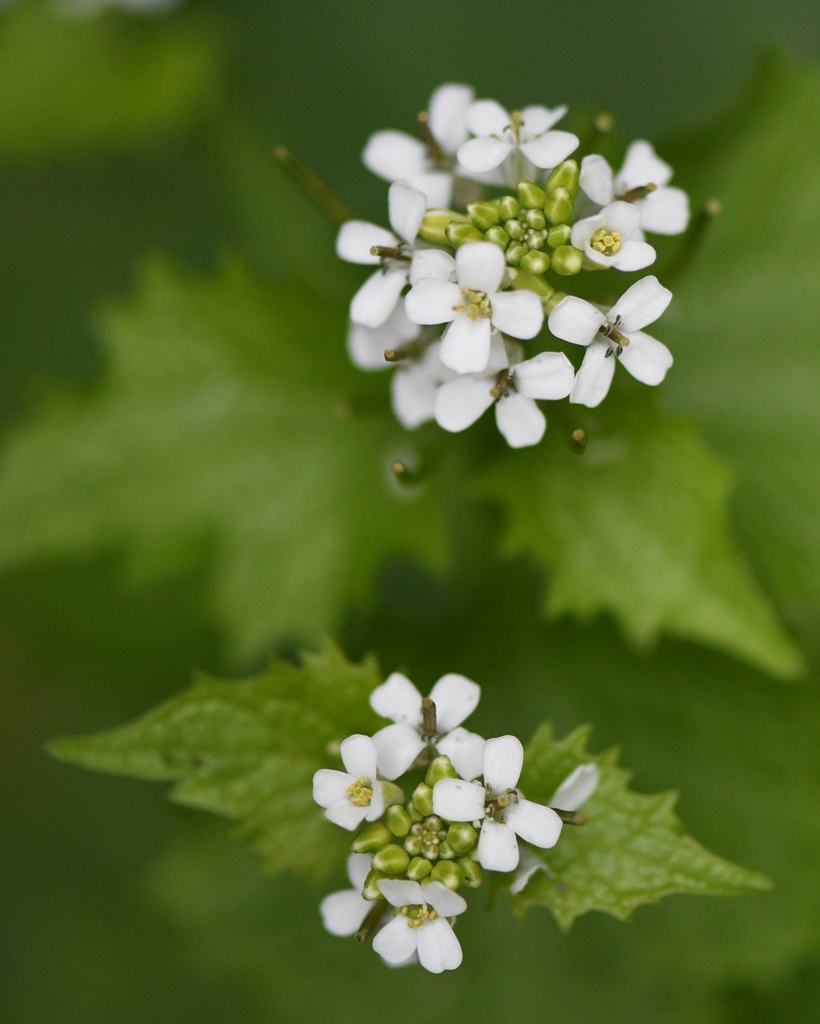 Alliaria petiolata (Alliaire)