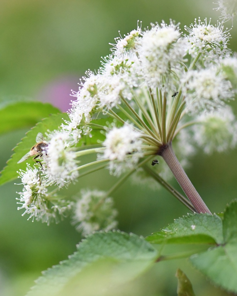 Angelica sylvestris (Angélique sauvage)