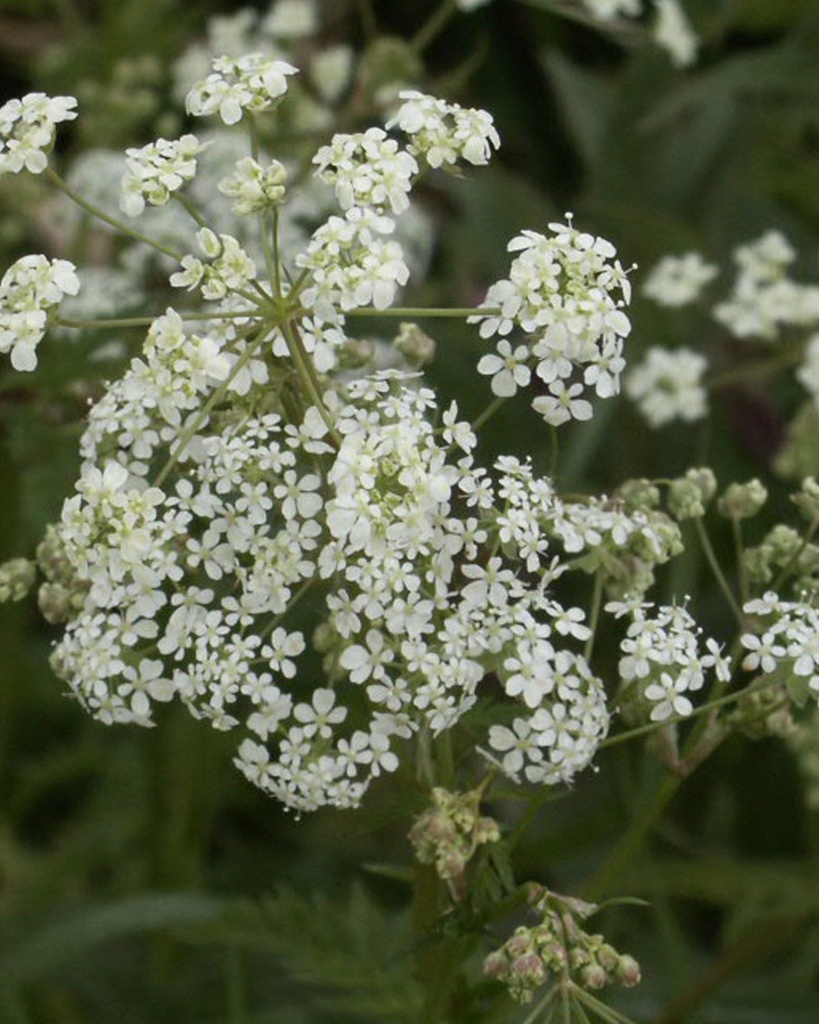 Anthriscus sylvestris (Cerfeuil sauvage)