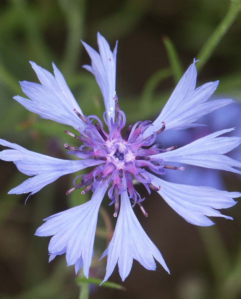 [BIO] Centaurea cyanus (Bleuet des champs)