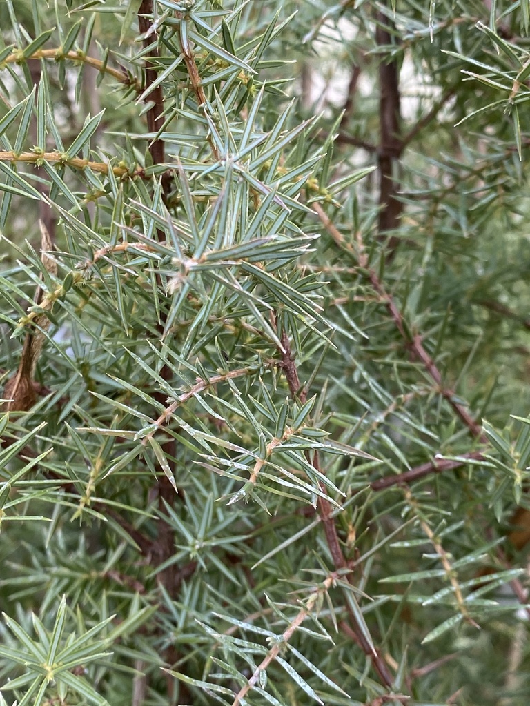 Juniperus communis ♀︎ (Genévrier commun)