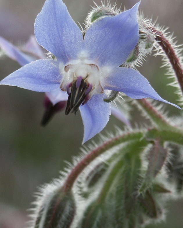 Borago officinalis (Bourrache)