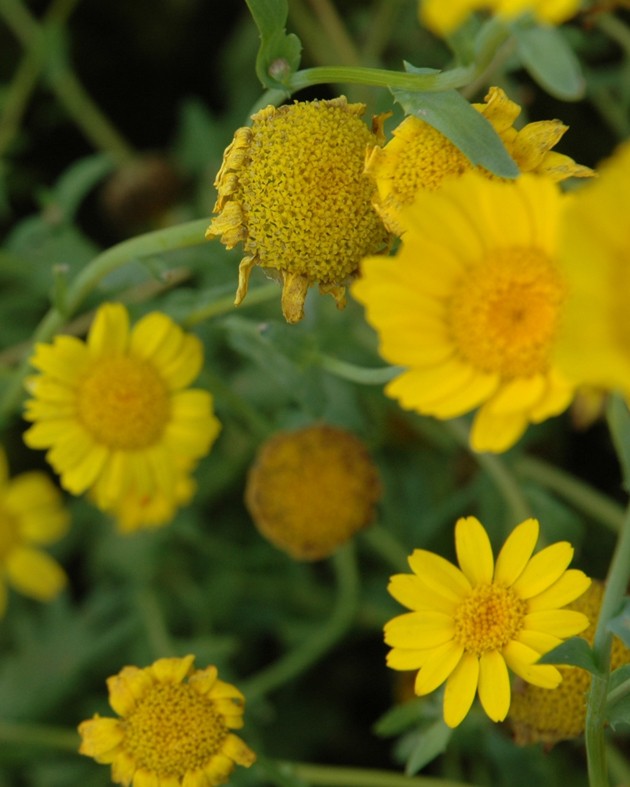 [BIO] Glebionis segetum (Chrysanthème des moissons)