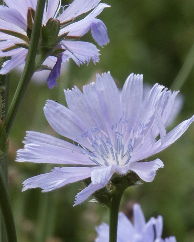 [BIO] Cichorium intybus* (Chicorée sauvage)