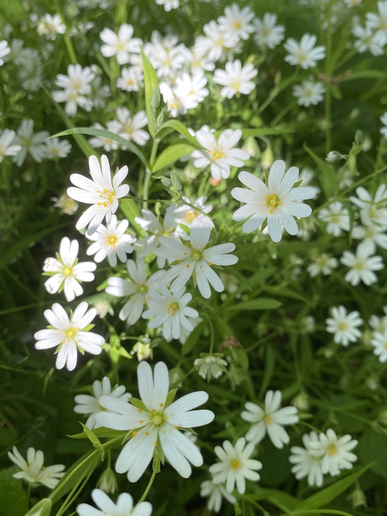 [BIO] Stellaria holostea (Stellaire holostée)