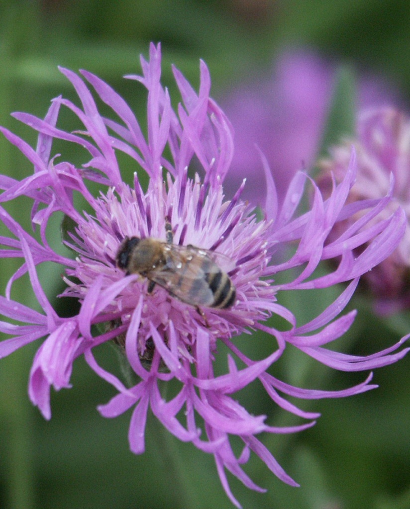 [BIO] Centaurea thuillieri* (Centaurée des prés)