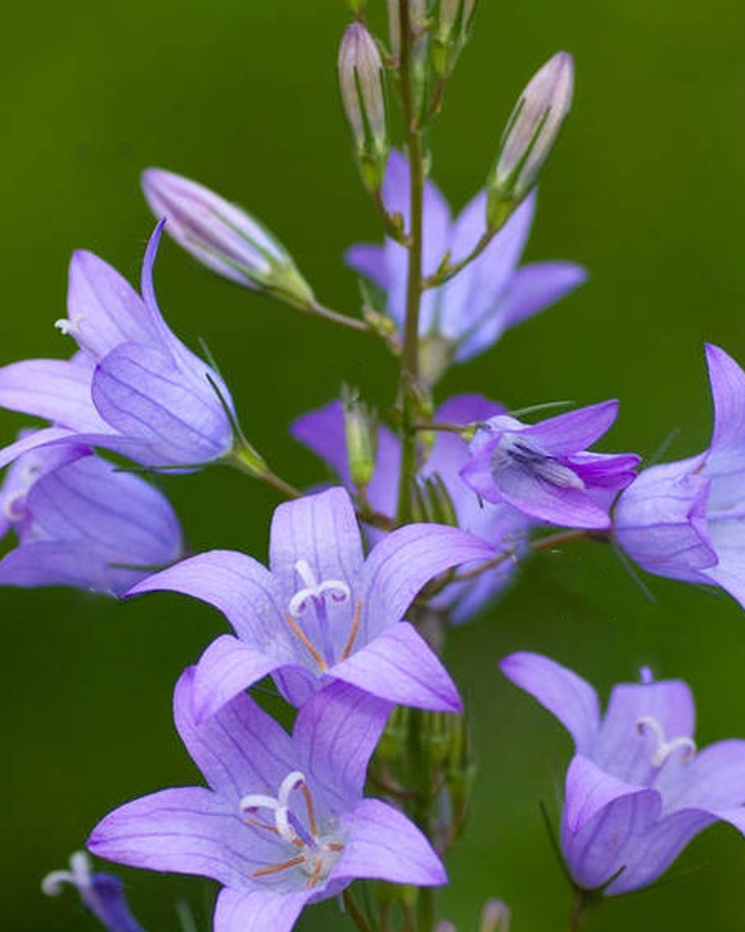 Campanula rapunculus (Campanule raiponce)