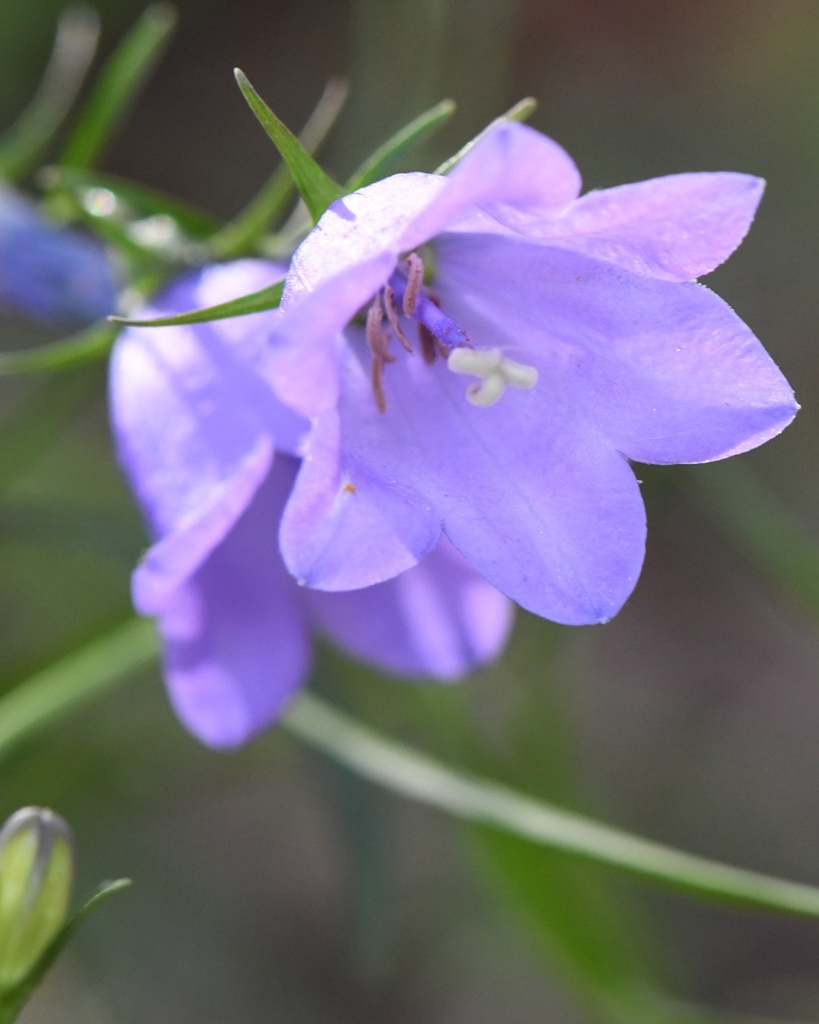 Campanula rotundifolia (Campanule à feuilles rondes)