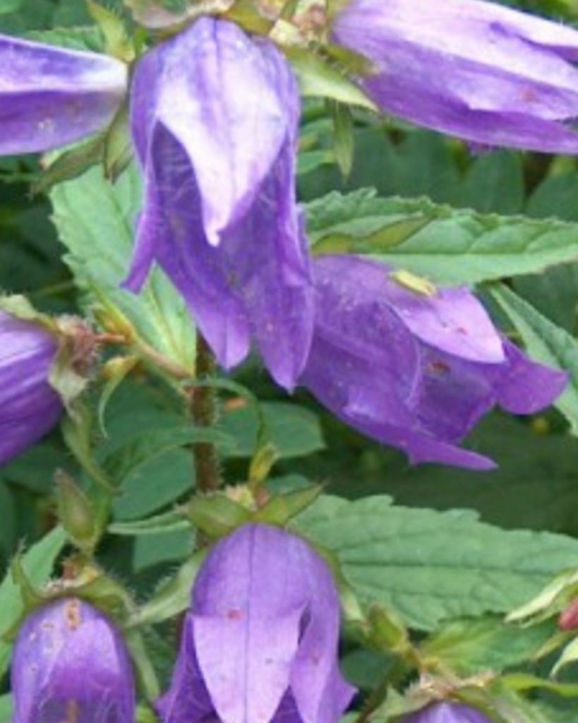 Campanula trachelium (Campanule gantelée)