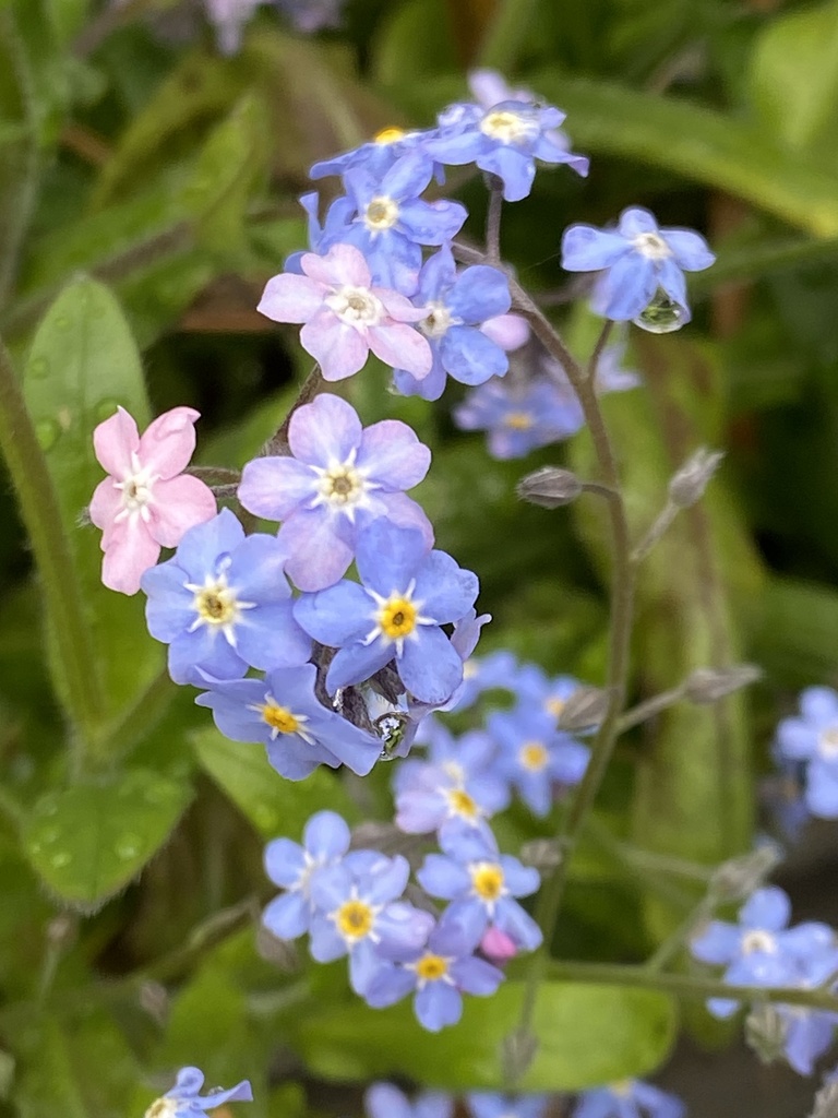 [BIO] Myosotis sylvatica (Myosotis des bois)