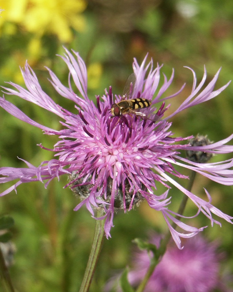 Centaurea scabiosa (Centaurée scabieuse)