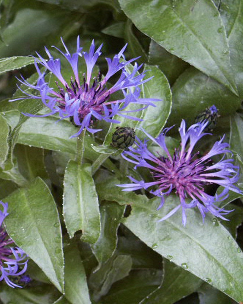 [BIO] Centaurea montana (Centaurée des montagnes)