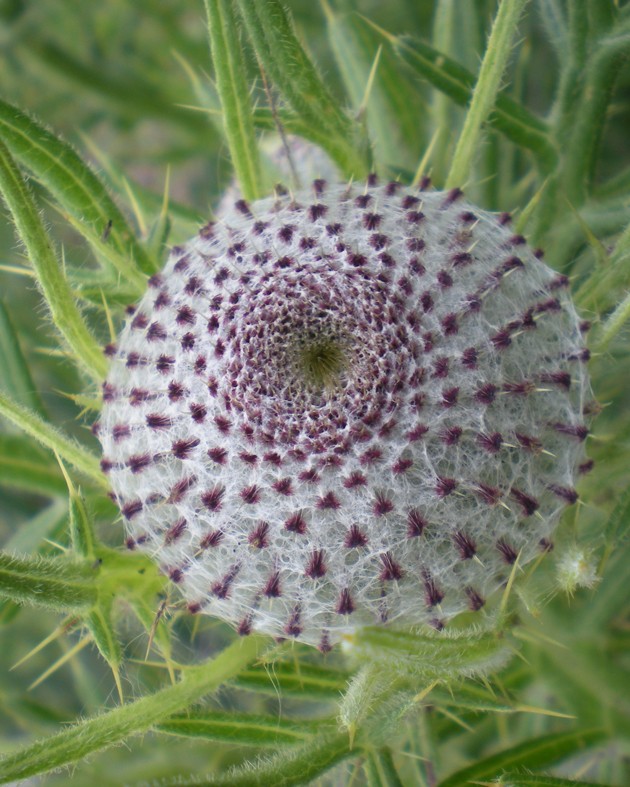 Cirsium eriophorum (Chardon laineux)