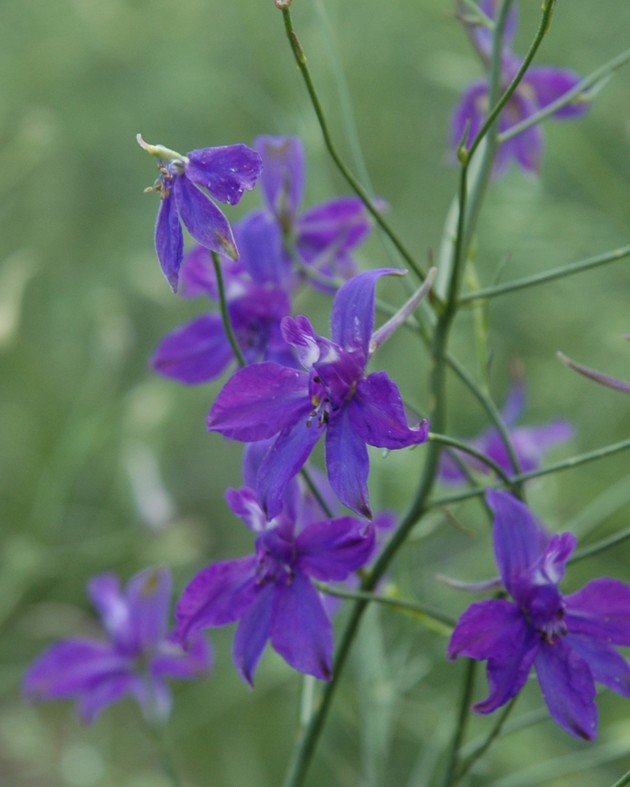 Consolida regalis (Pied-d'Alouette)