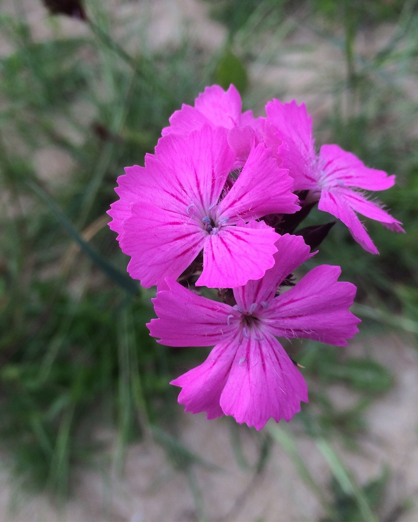 Dianthus carthusianorum (Oeillet des Chartreux)