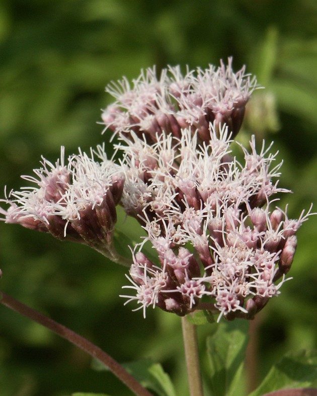 Eupatorium cannabinum (Eupatoire à feuille de chanvre)