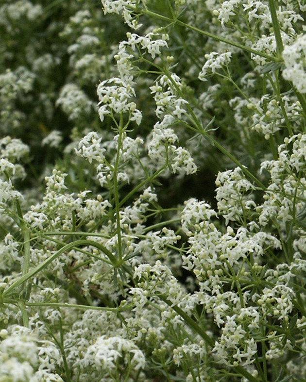 Galium mollugo (Caille-lait blanc)