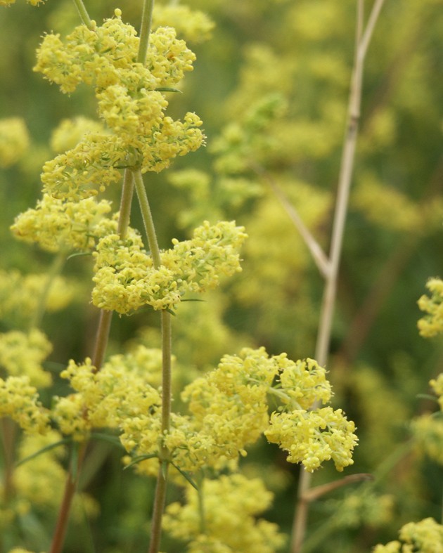 Galium verum (Caille-lait jaune)