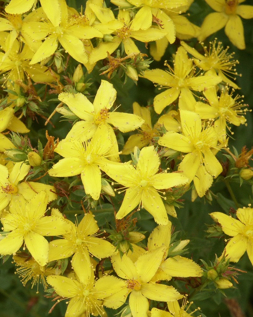 Hypericum perforatum (Millepertuis à feuille perforée)