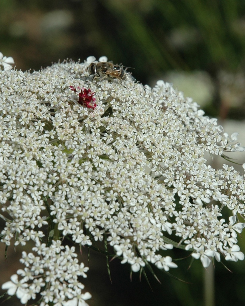 [BIO] Daucus carota (Carotte sauvage)