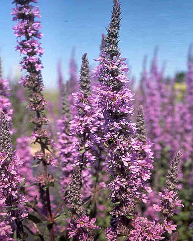 Lythrum salicaria (Salicaire)