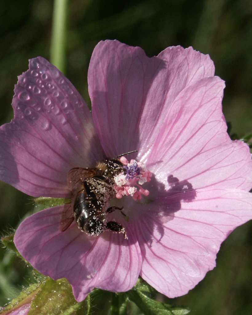 Malva moschata (Mauve musquée)