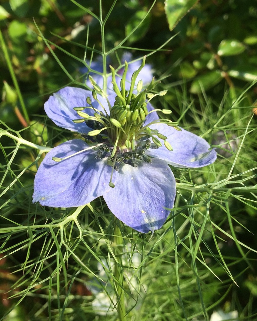 Nigella sativa (Nigelle)