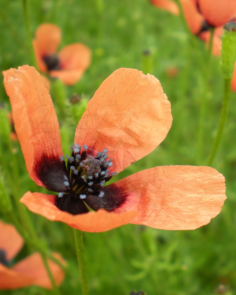 Papaver argemone (Coquelicot argemone)