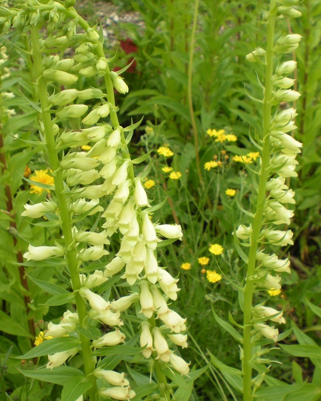 [BIO] Digitalis lutea (Digitale jaune)