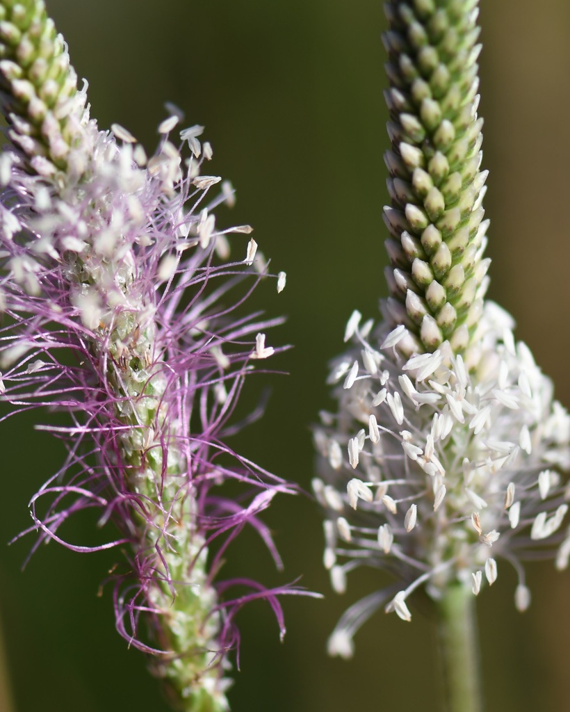 Plantago media (Plantain moyen)