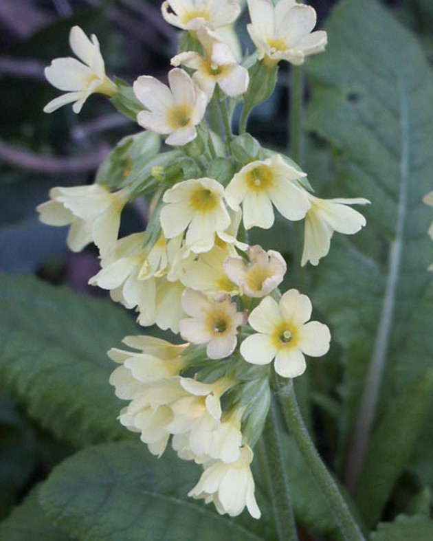 Primula elatior (Primevère élevée)