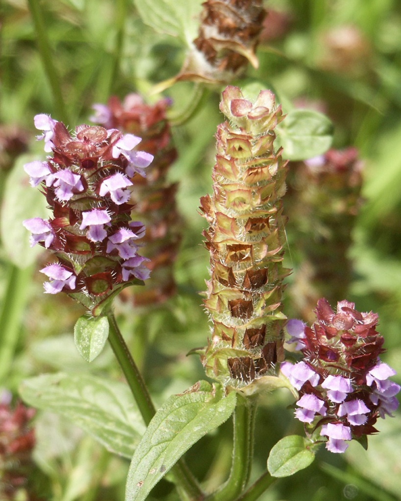 Prunella vulgaris (Brunelle)